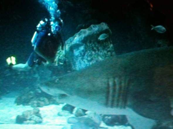 Shark at Epcot